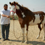 خيول للبيع فى مصر - مزرعة عرابي - oraby farm - lord