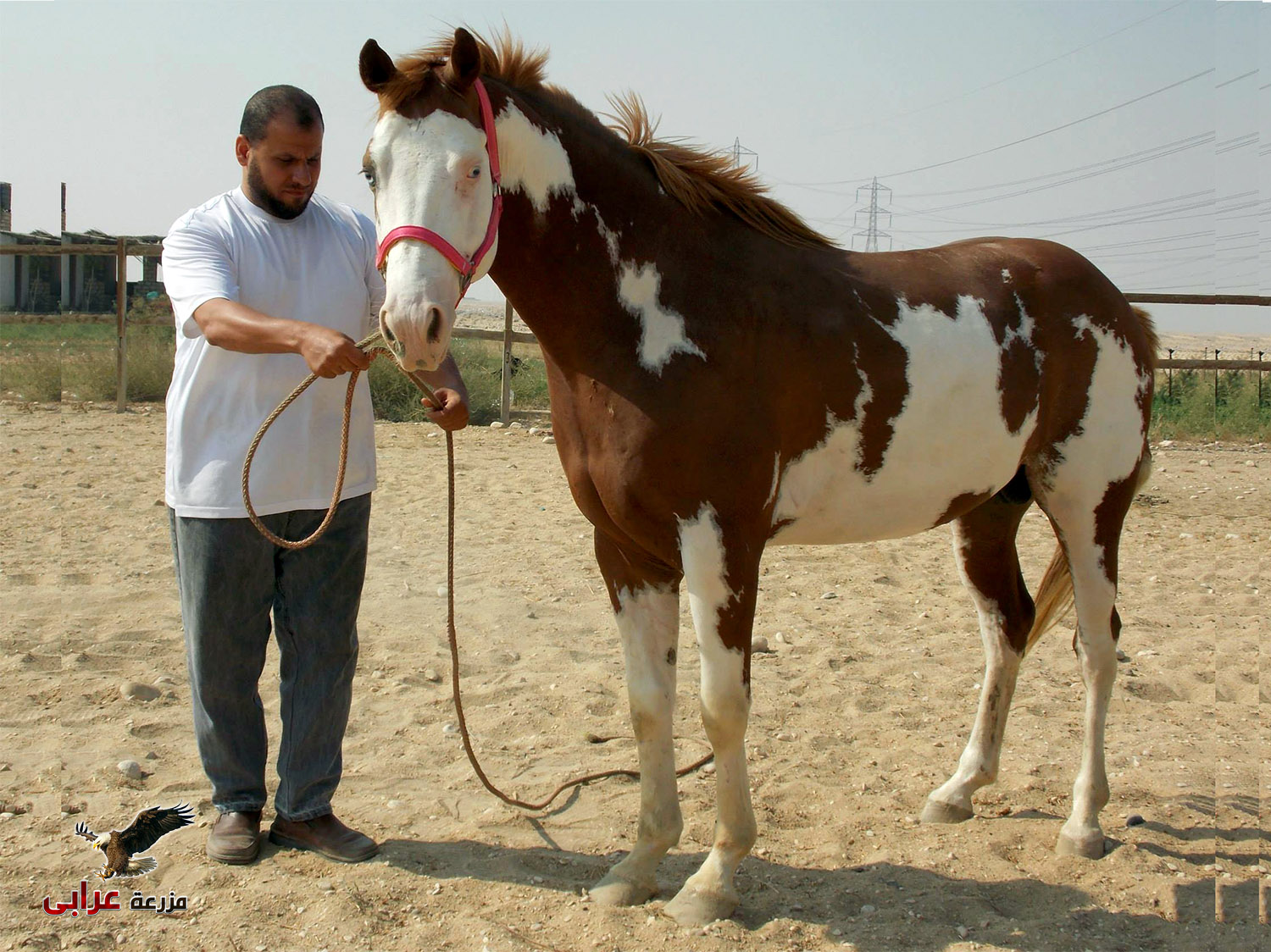 خيول للبيع فى مصر - مزرعة عرابي - oraby farm - lord