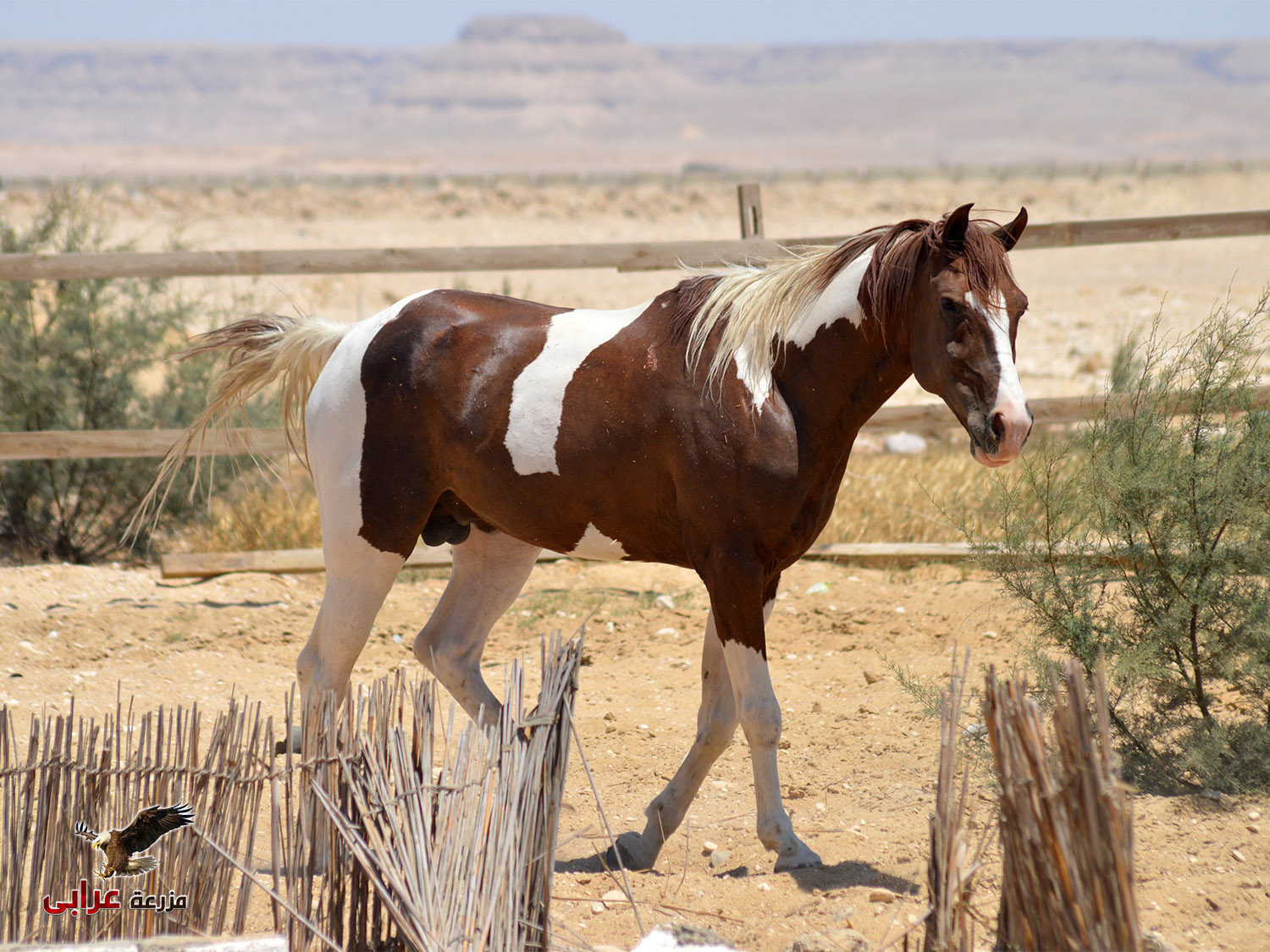 Star - خيول للبيع فى مصر - مزرعة عرابي (6) - Oraby Farm