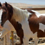 Star - خيول للبيع فى مصر - مزرعة عرابي - oraby farm
