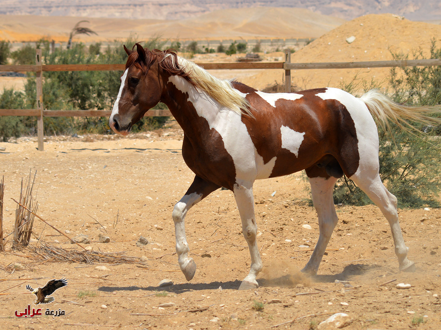 Star - خيول للبيع فى مصر - مزرعة عرابي - oraby farm