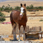 خيول للبيع فى مصر - مزرعة عرابي - oraby farm - Hulk