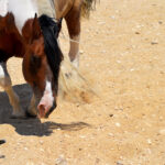 خيول للبيع فى مصر - مزرعة عرابي - Long - oraby farm
