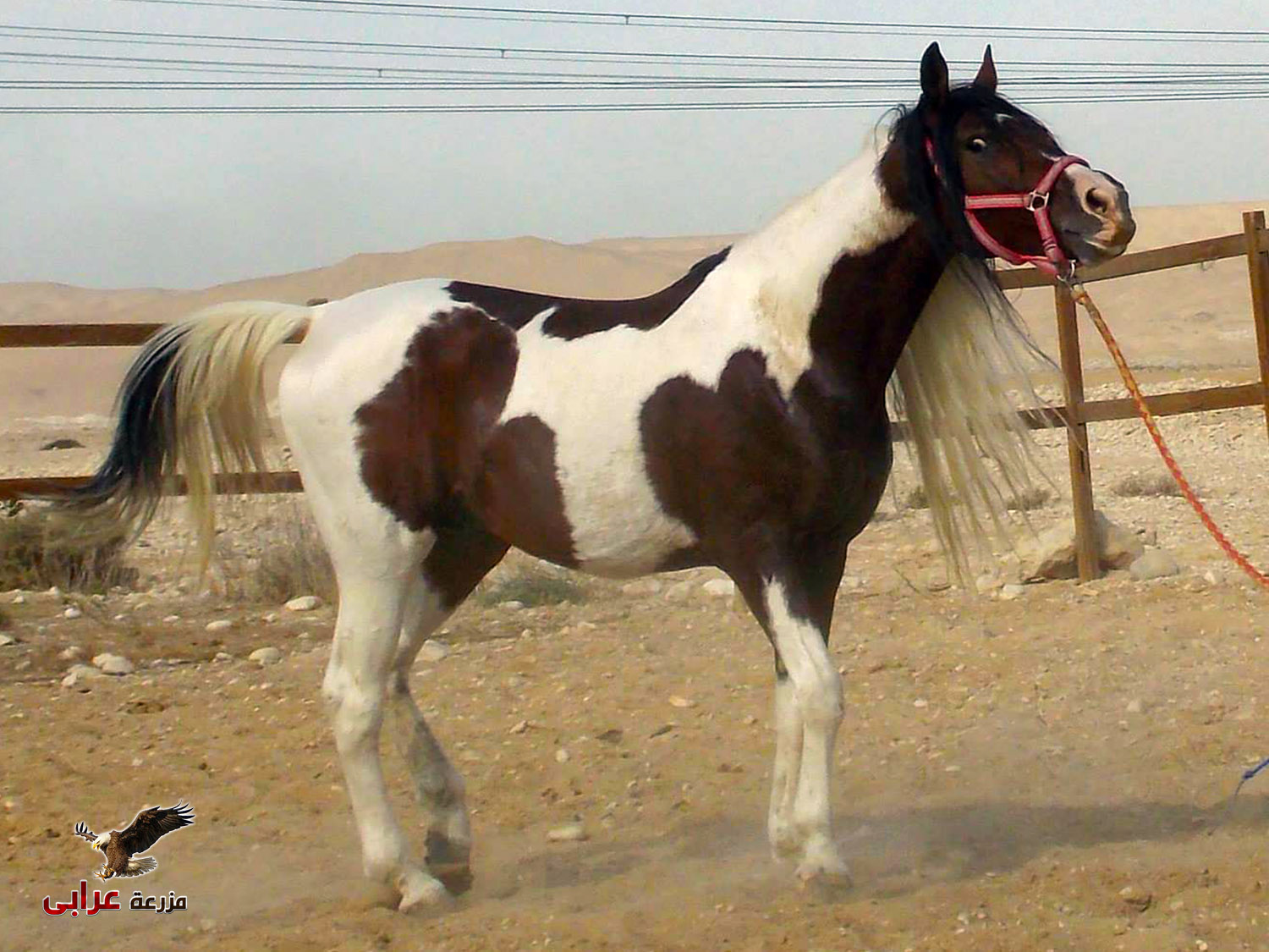 خيول للبيع فى مصر - مزرعة عرابي - Long - oraby farm
