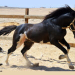 خيول للبيع فى مصر - مزرعة عرابي - oraby farm - king