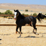 خيول للبيع فى مصر - مزرعة عرابي - oraby farm - king