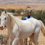خيول للبيع في مصر - مزرعة عرابي للخيول المميزة - برق (6)