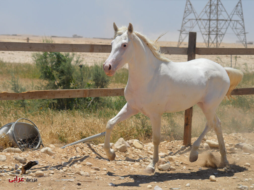 خيول للبيع في مصر - مزرعة عرابي للخيول المميزة - برق (6)