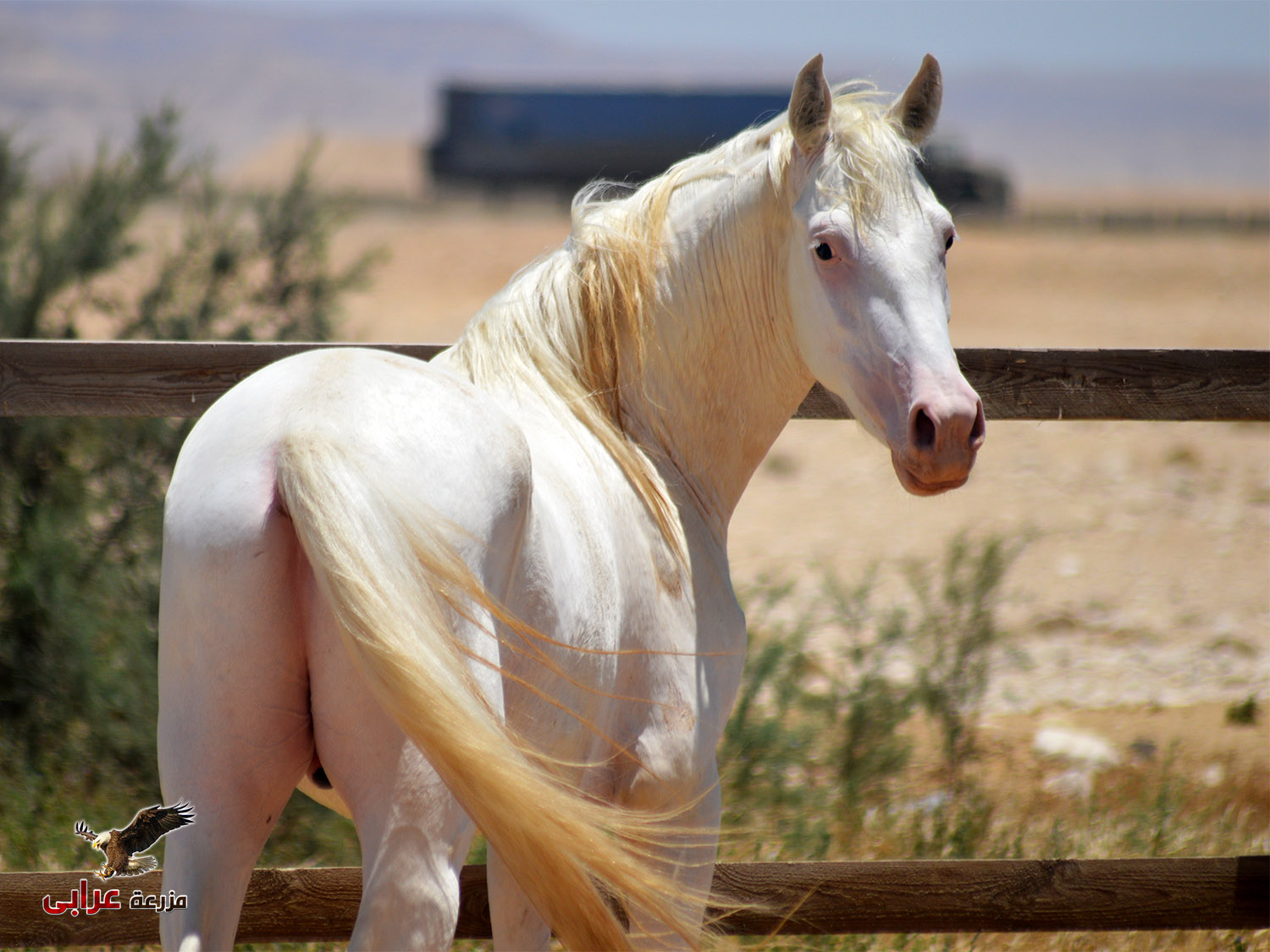 خيول للبيع في مصر - مزرعة عرابي للخيول المميزة - برق