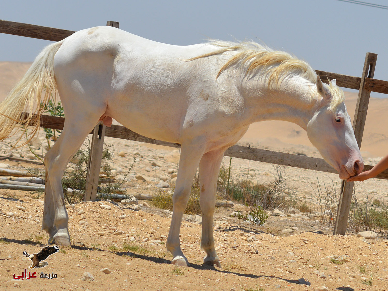 خيول للبيع في مصر - مزرعة عرابي للخيول المميزة - برق