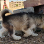 كلاب حراسة للبيع في مصر - مزرعة عرابي oraby farm - husky puppies for sale in egypt (4)