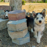 كلاب حراسة للبيع في مصر - مزرعة عرابي oraby farm - husky puppies for sale in egypt (4)
