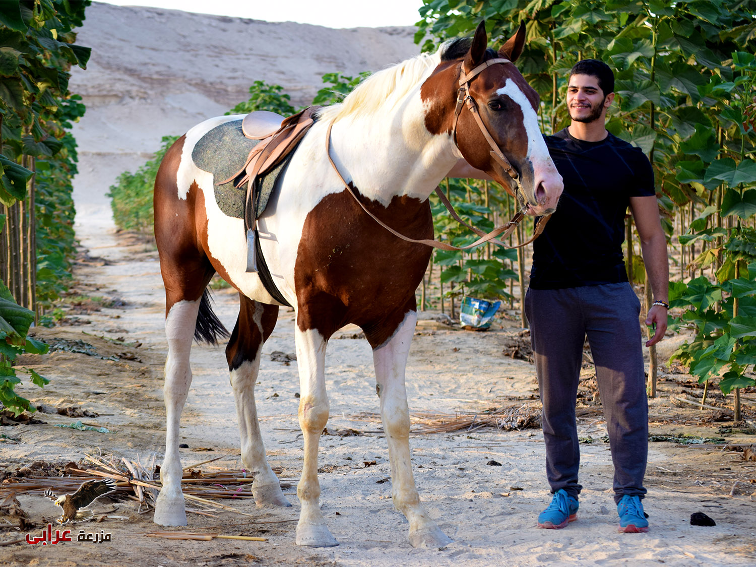 elbasha - خيول للبيع في مصر - مزرعة عرابي للخيول المميزة و الخيول الامريكية الملونه - oraby farm