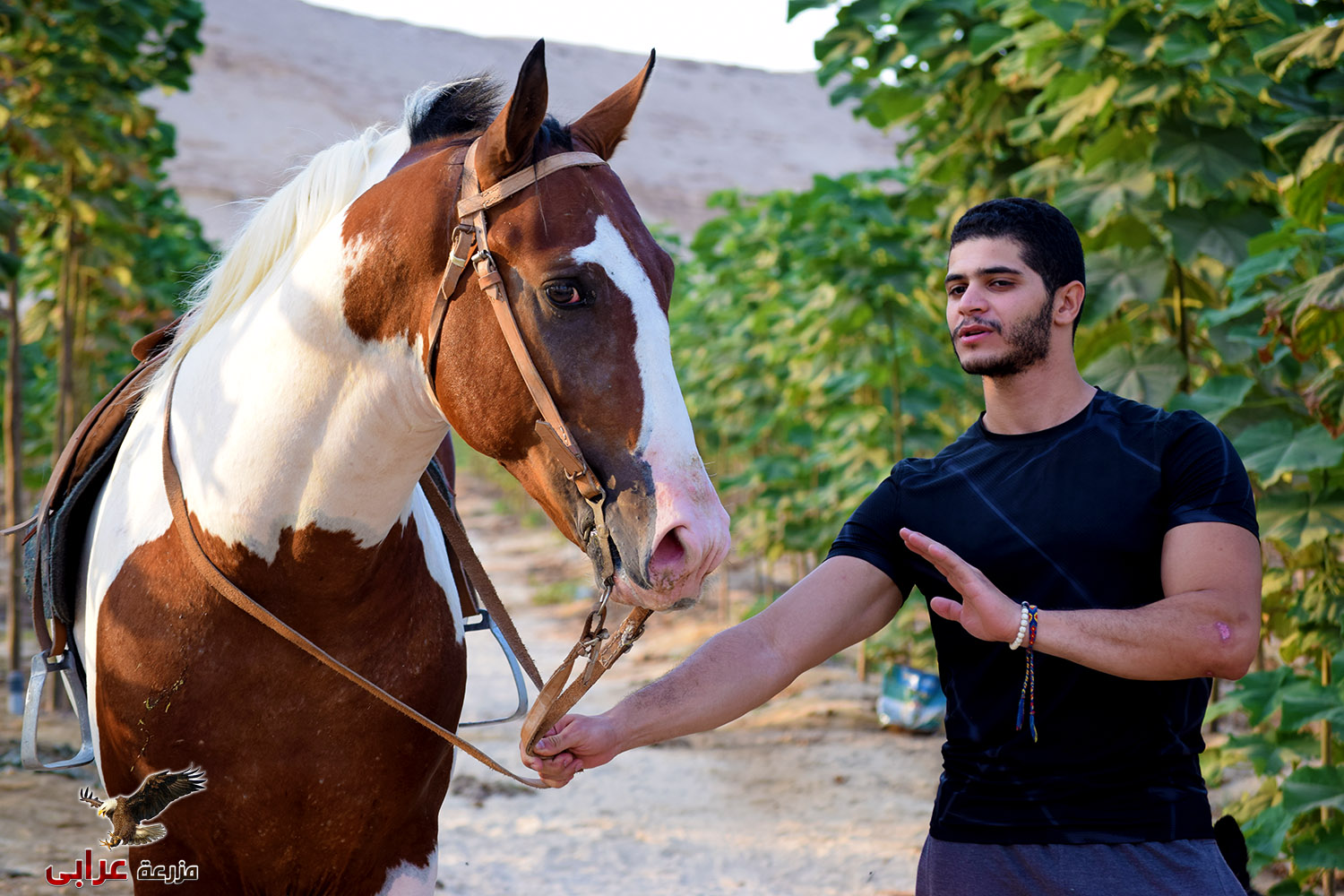 elbasha - خيول للبيع في مصر - مزرعة عرابي للخيول المميزة و الخيول الامريكية الملونه - oraby farm