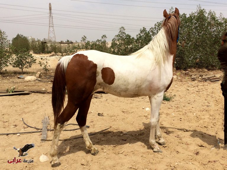 خيول للبيع فى مصر - مزرعة عرابي - oraby farm - safy
