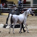 صور خيل عربي اصيل - بطولة رباب الدولية لجمال الخيول العربية الأصيلة اكتوبر 2020​ - مزرعة عرابي للخيول المميزة - oraby farm