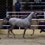 صور خيل عربي اصيل - بطولة رباب الدولية لجمال الخيول العربية الأصيلة اكتوبر 2020​ - مزرعة عرابي للخيول المميزة - oraby farm