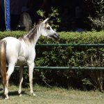 صور خيل عربي اصيل - مزاد محطة الزهراء للخيول العربية الاصيلة 2020 - مزرعة عرابي للخيول المميزة - oraby farm
