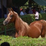 صور خيل عربي اصيل - مزاد محطة الزهراء للخيول العربية الاصيلة 2020 - مزرعة عرابي للخيول المميزة - oraby farm