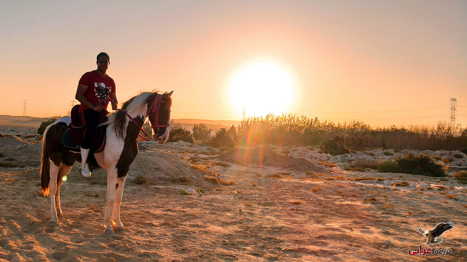 ركوب خيل في القاهرة - مزرعة عرابي للخيول المميزة