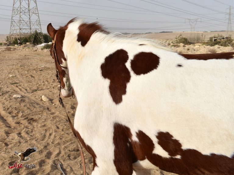 خيل للبيع في مصر - map - مزرعة عرابي للخيول المميزة و الانتاج الحيوانى - حصان ملون فلسطيني (1)