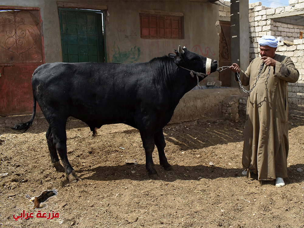 450 3 - عجول للبيع مزارع عجول للبيع - مزرعة عرابي للإنتاج الحيوانى