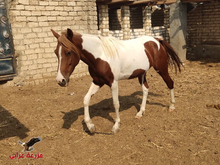 خيل للبيع في مصر oraby farm رخيص ملون حصان safy