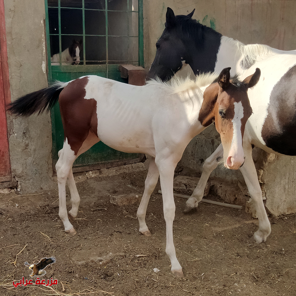 خيول للبيع فى مصر - مهر ملون للبيع - حصان لون مميز للبيع في مصر - ابيض في بني - مزرعة عرابي