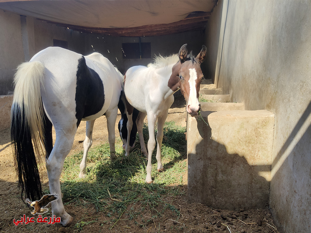 خيول للبيع فى مصر - مهر ملون للبيع - حصان لون مميز للبيع في مصر - ابيض في بني - مزرعة عرابي
