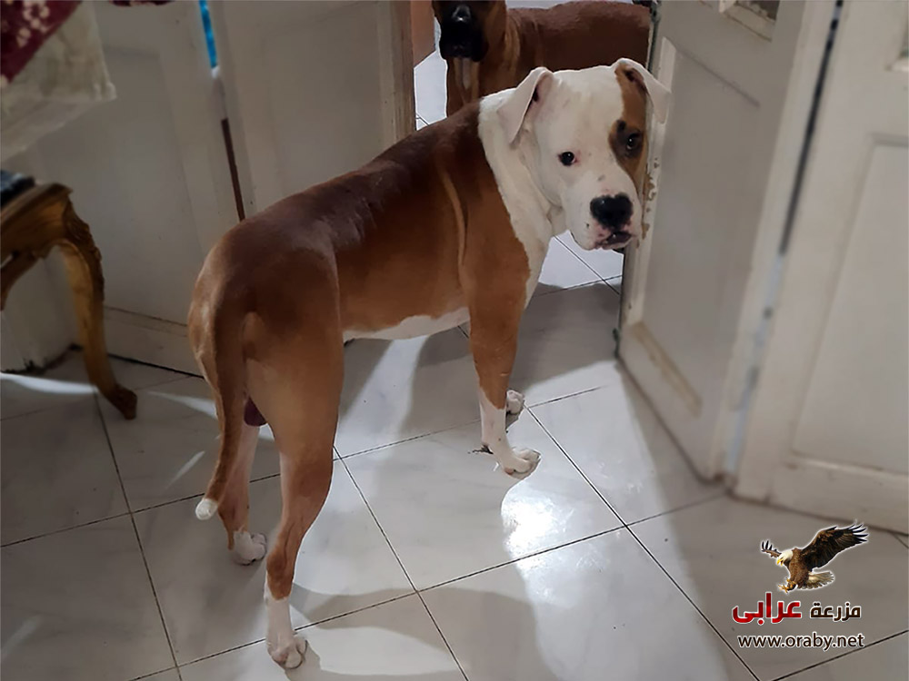 pitgbull - كلاب للبيع - كلاب حراسه - مزرعة عرابي