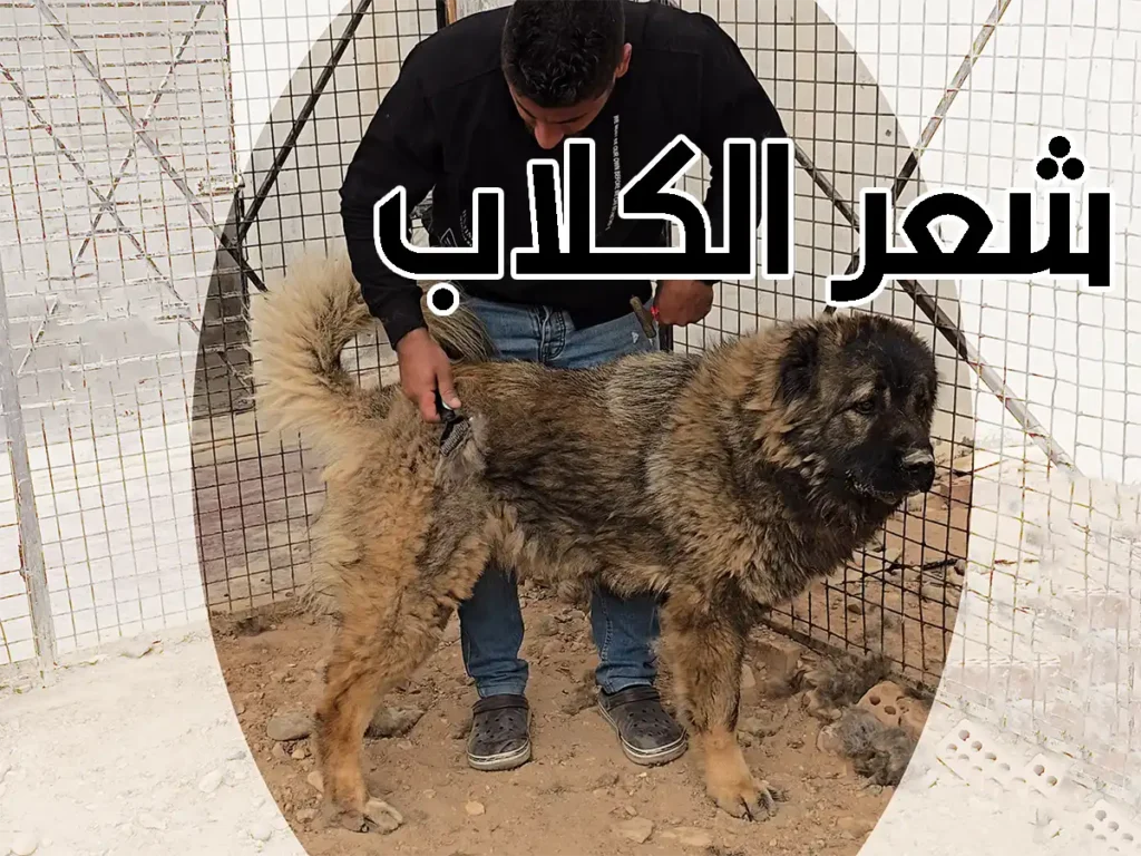 أسباب تساقط شعر الكلاب - مزرعة عرابي - فرشه