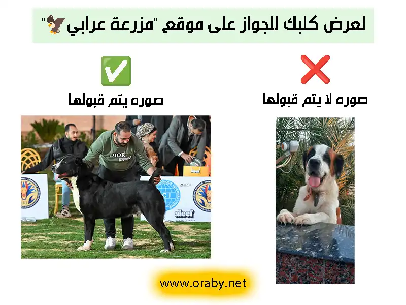 ازاي اعرض كلبي للجواز