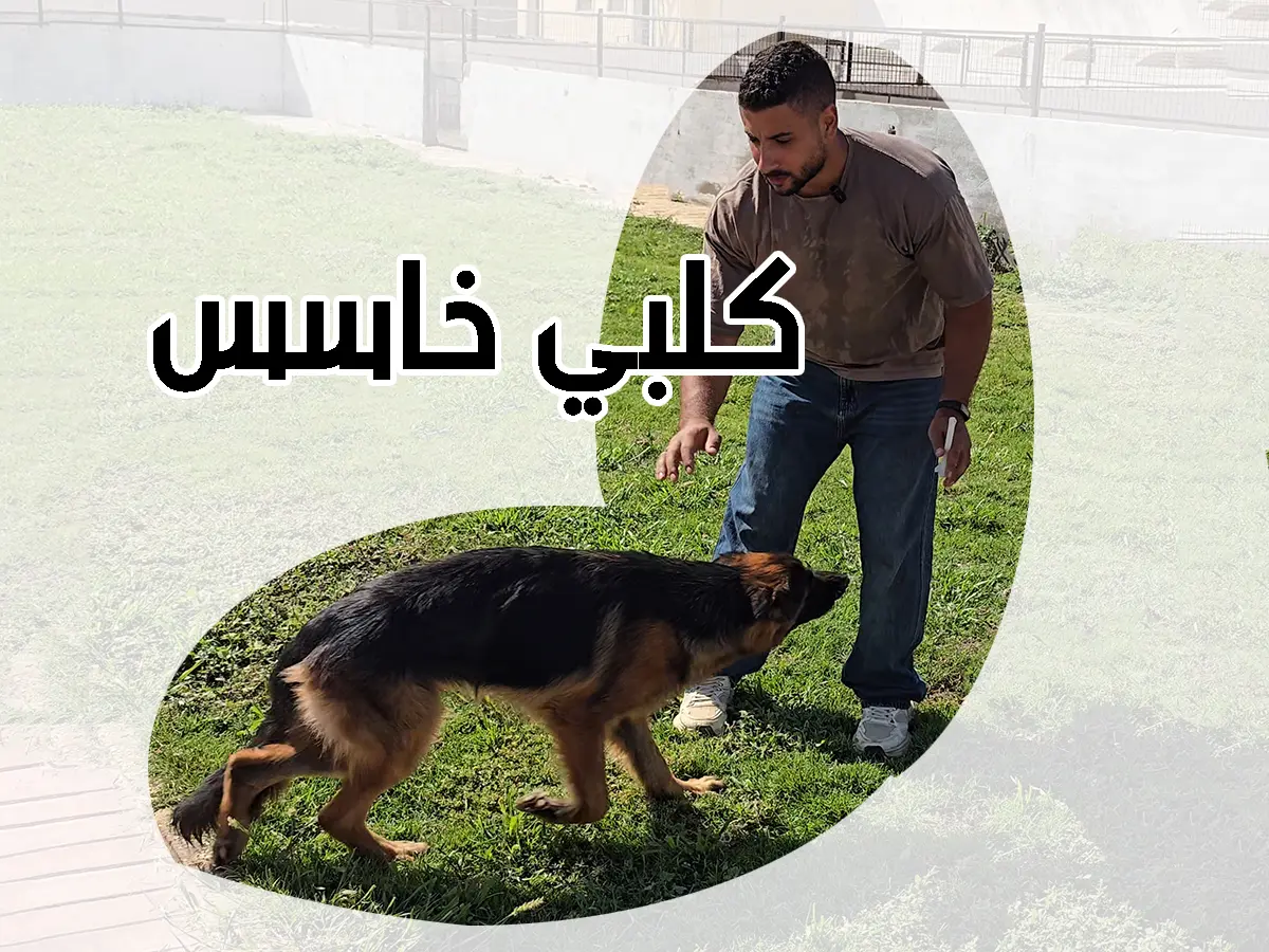 كلب خاسس يحتاج علاج الديدان الأصلي لعلاج خسسان الكلاب