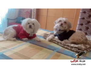 كلاب للتبني مزرعة عرابي dogs for adoption in egypt