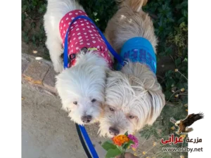 كلاب للتبني مزرعة عرابي dogs for adoption in egypt ....