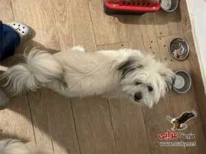 كلاب للتبني مزرعة عرابي dogs for adoption in egypt grifon