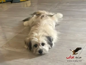 كلاب للتبني مزرعة عرابي dogs for adoption in egypt grifon