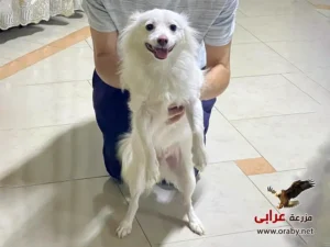 كلاب للتبني مزرعة عرابي dogs for adoption in egypt grif