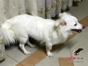 كلاب للتبني مزرعة عرابي dogs for adoption in egypt grif