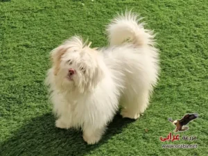 كلاب للتبني مزرعة عرابي dogs for adoption in egypt griffon