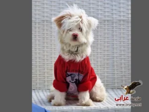 كلاب للتبني مزرعة عرابي dogs for adoption in egypt griffon e
