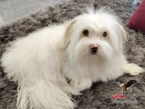 كلاب للتبني مزرعة عرابي dogs for adoption in egypt griffon s