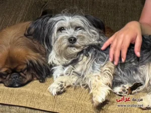 كلاب للتبني مزرعة عرابي dogs for adoption in egypt PC