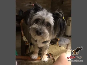 كلاب للتبني مزرعة عرابي dogs for adoption in egypt PC (2)