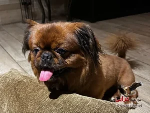كلاب للتبني مزرعة عرابي dogs for adoption in egypt PG