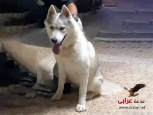 كلاب للتبني مزرعة عرابي dogs for adoption in egypt husky1