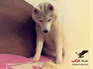 كلاب للتبني مزرعة عرابي dogs for adoption in egypt husky1