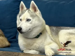 كلاب للتبني مزرعة عرابي dogs for adoption in egypt husky1