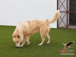 كلاب للتبني مزرعة عرابي dogs for adoption in egypt f 2