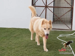 كلاب للتبني مزرعة عرابي dogs for adoption in egypt f